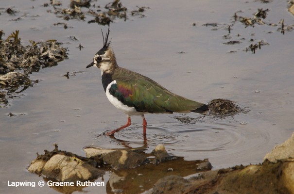 Lapwing bird © Graeme Ruthven